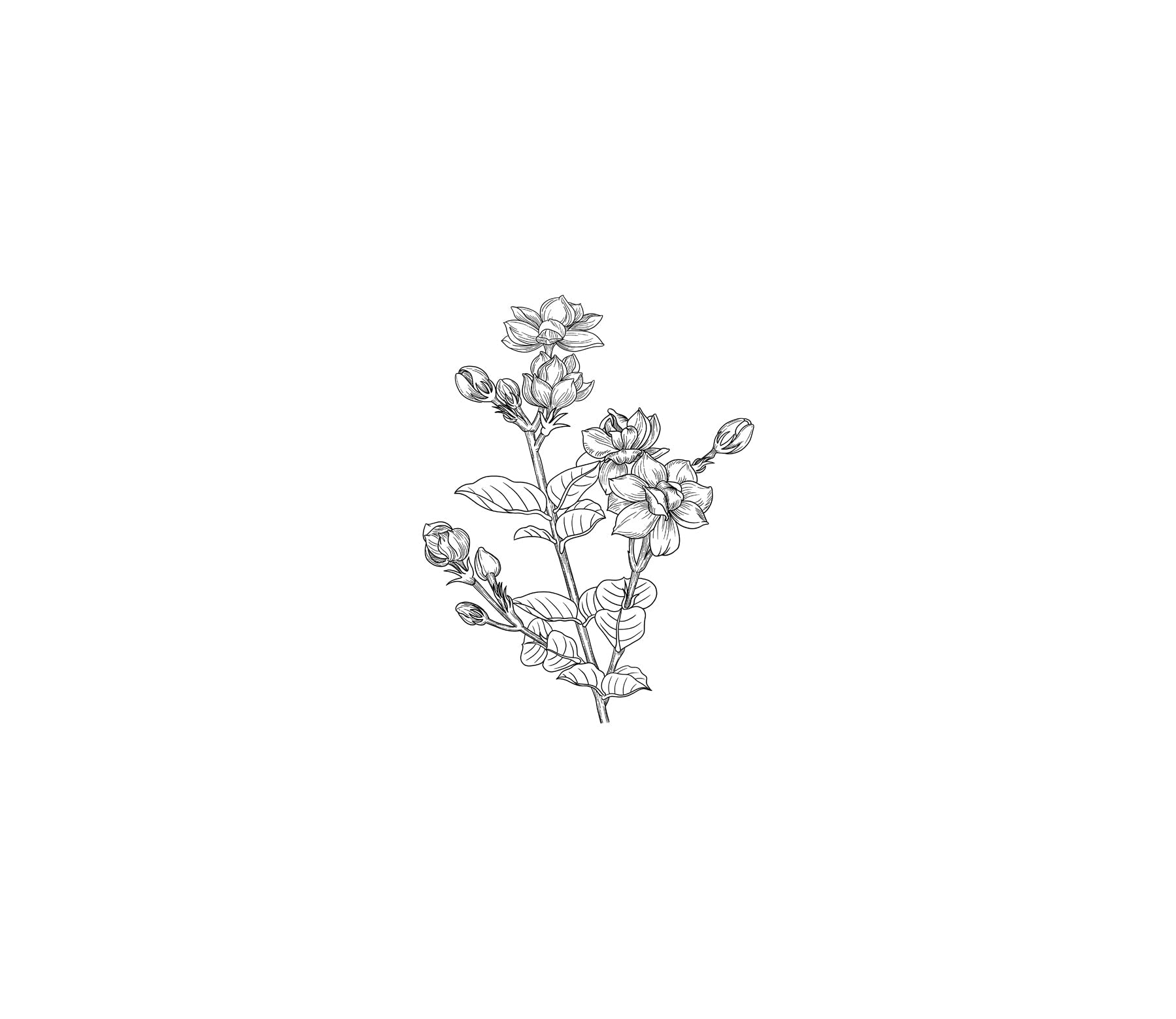 Jasmine-Orange Blossom-Extract Series