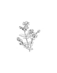 Jasmine-Orange Blossom Water-Soluble Essential Oil 15ml